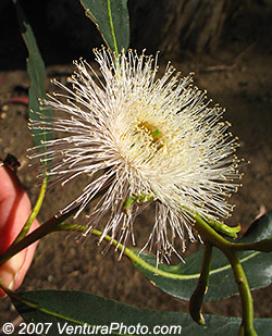 Eucalyptus Ventura